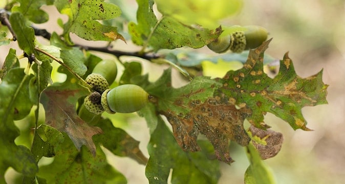 Spots-on-the Leaves-of-Oak-Tree