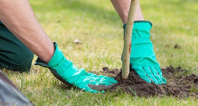 Tree Planting and Health Care