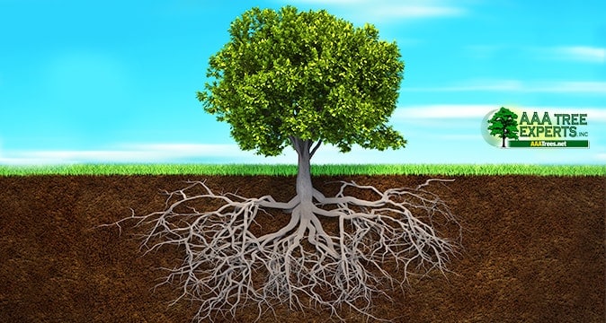 Tree-Root-Damage