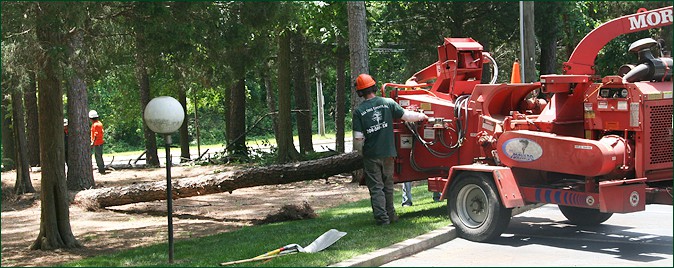 Tree Removal, Tree Cutting, Charlotte, NC