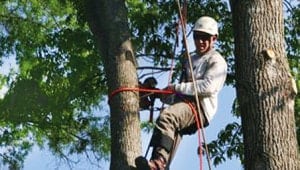 Residential Tree Service