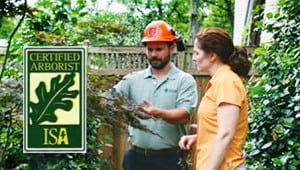 What is an Arborist?