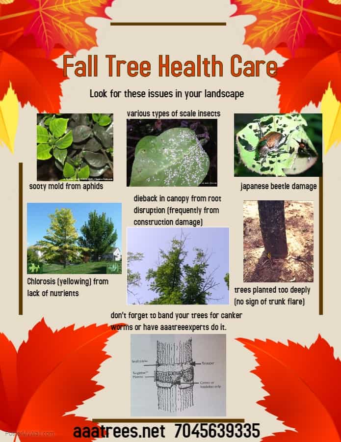 Tree Care Seasonal Tips - AAA Tree Experts,Inc